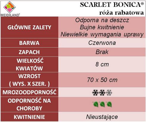 Scarlet Bonica róża rabatowa